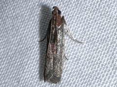 Honora montinatatella