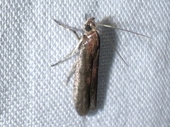 Honora montinatatella