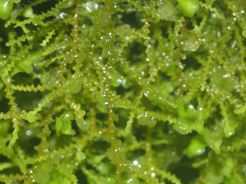 Radula javanica