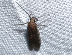 Honora montinatatella