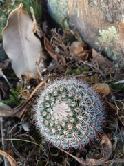 Parodia scopa