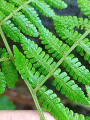 Deparia boryana