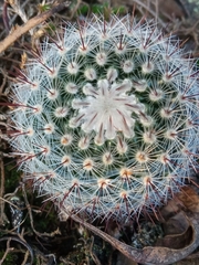 Parodia scopa