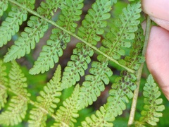 Deparia boryana