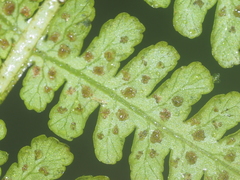 Deparia boryana