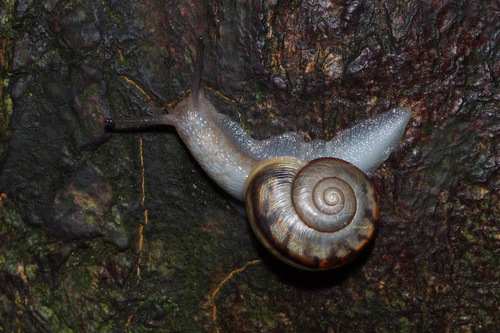 Euhadra amaliae