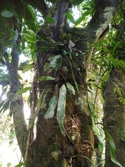 Antrophyum plantagineum