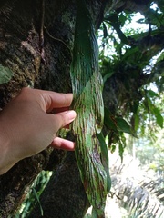 Antrophyum plantagineum