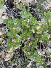 Ericameria cuneata spathulata
