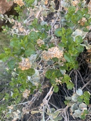 Ericameria cuneata spathulata