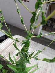 Lactuca