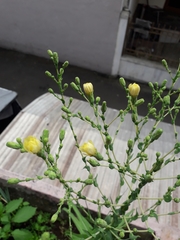 Lactuca