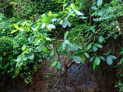 Tabernaemontana macrocarpa