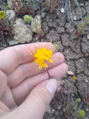 Cleomella platycarpa