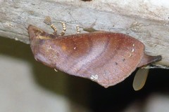 Kunugia latipennis