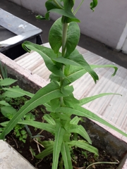 Lactuca