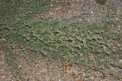 Acmispon heermannii heermannii