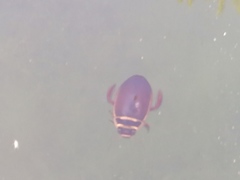 Dytiscus habilis
