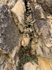 Myriopteris parryi