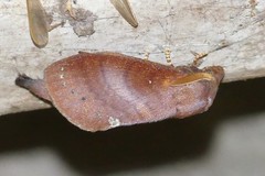 Kunugia latipennis