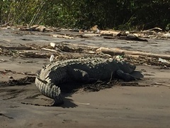 Crocodylia