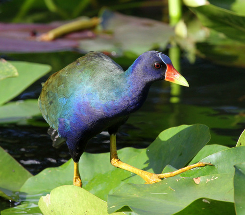 Purple Gallinule