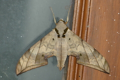 Ambulyx substrigilis