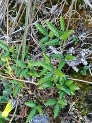 Doryopteris triphylla
