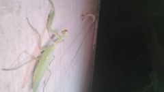 Hemidactylus flaviviridis