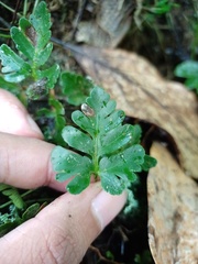 Davallia repens