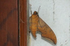 Ambulyx substrigilis