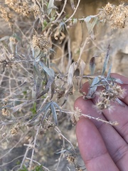 Brickellia longifolia multiflora
