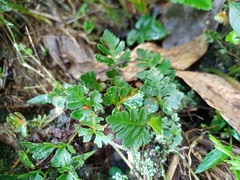 Davallia repens
