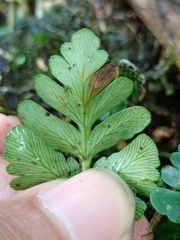 Davallia repens