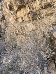 Brickellia longifolia multiflora