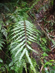 Goniophlebium persicifolium