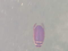 Dytiscus habilis