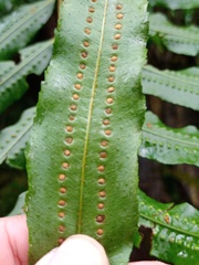 Goniophlebium persicifolium