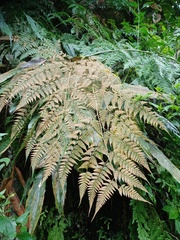 Davallia divaricata