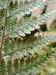 Davallia divaricata