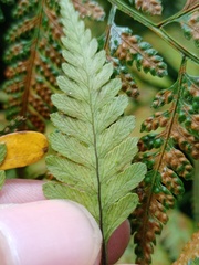 Davallia divaricata