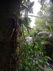 Haplopteris ensiformis