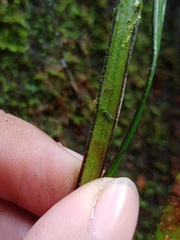 Haplopteris ensiformis