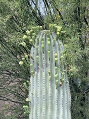 Carnegiea gigantea