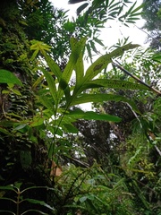 Microsorum membranifolium