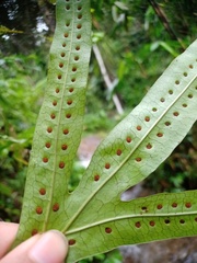 Microsorum membranifolium