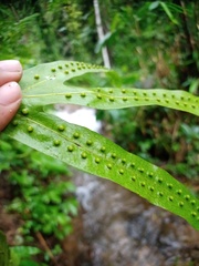 Microsorum membranifolium