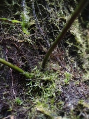 Microsorum membranifolium