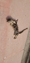 Urva auropunctata