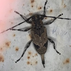 Graphisurus triangulifer